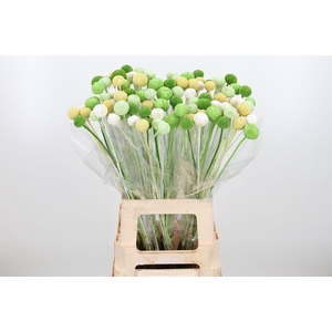 Craspedia Kl Bh Groen
