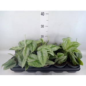 Scindapsus pictus 'Trebie'