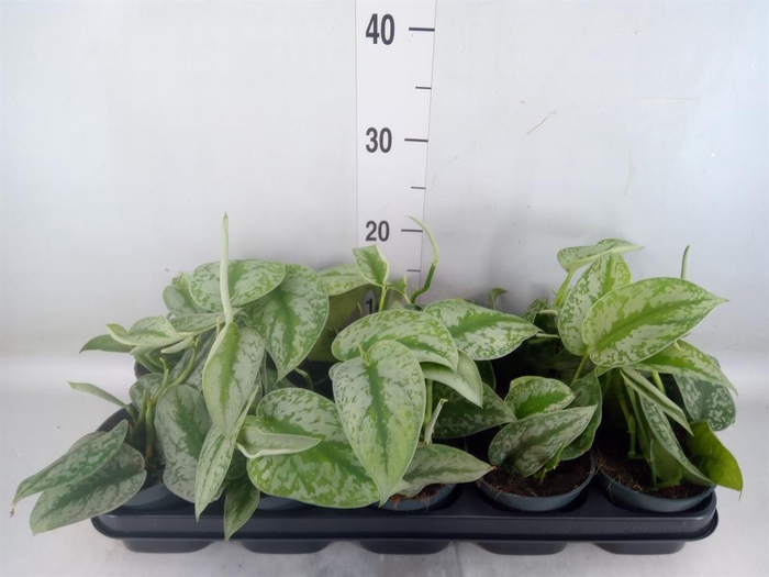 <h4>Scindapsus pictus 'Trebie'</h4>