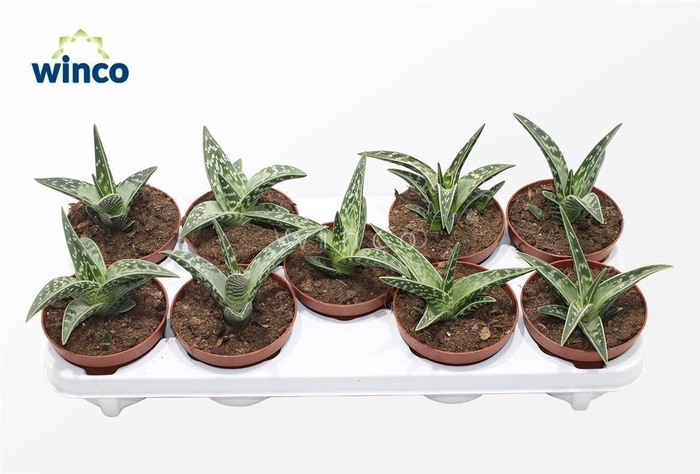 <h4>Aloe Variegata</h4>