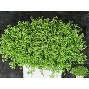 ALCHEMILLA ROBUSTICA