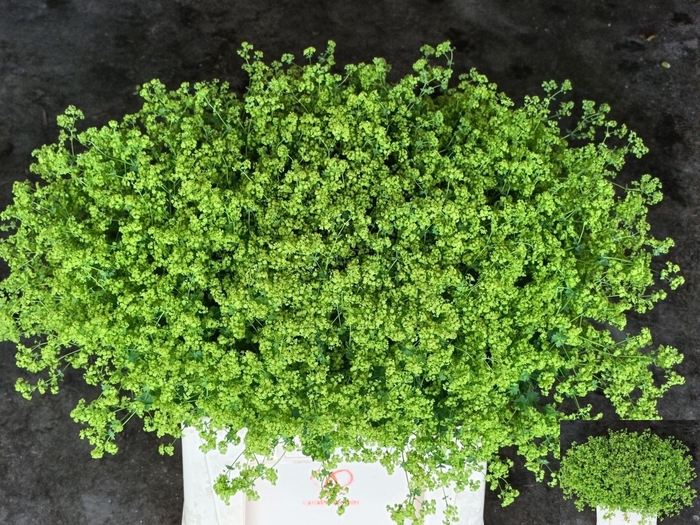 <h4>ALCHEMILLA ROBUSTICA</h4>