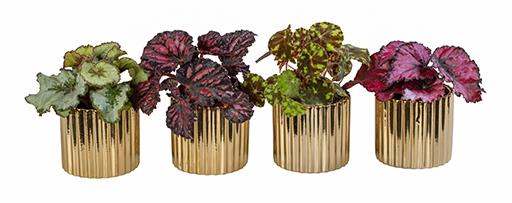 BEGONIA MIX P6 L 66261