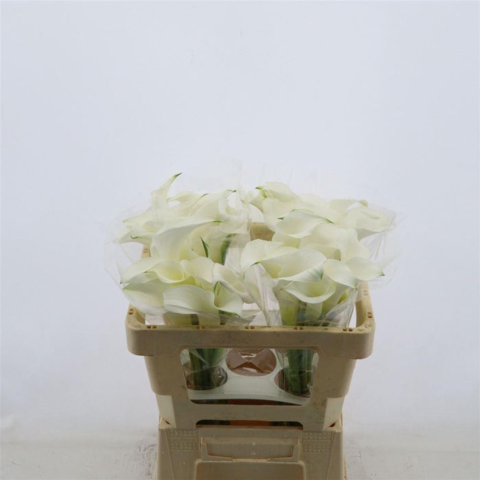 <h4>Calla White Mambo</h4>