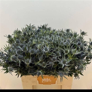 ERYN MAG BLUE LAGOON