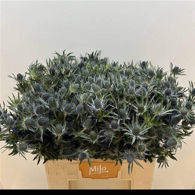 <h4>ERYN MAG BLUE LAGOON</h4>