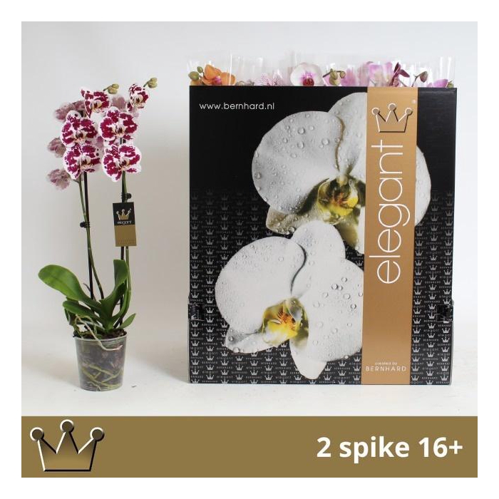 <h4>PHAL GEM 8 KL</h4>