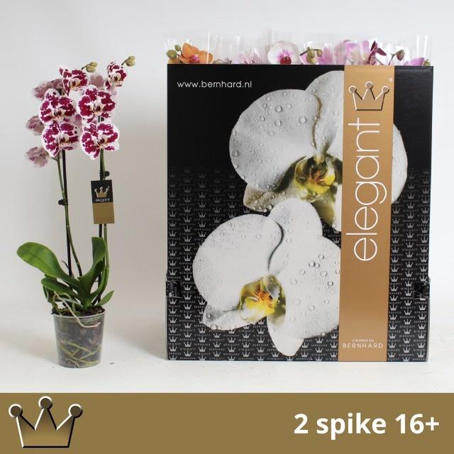 <h4>PHAL GEM 8 KL</h4>