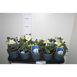 Hell Ni Chr Carol 8+