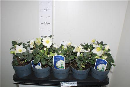 <h4>Hell Ni Chr Carol 8+</h4>