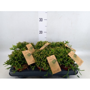 Rhipsalis burchellii