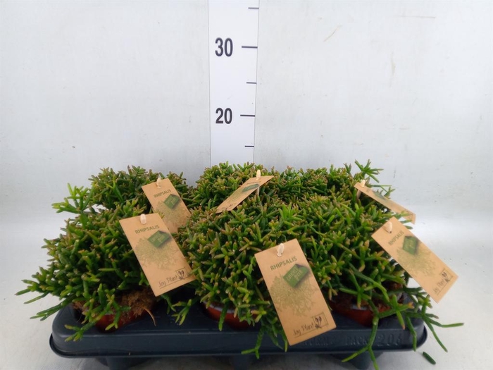 <h4>Rhipsalis burchellii</h4>