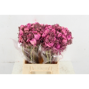 ANEMONE MISTRAL TALC PINK