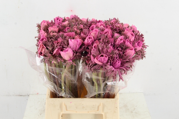 <h4>ANEMONE MISTRAL TALC PINK</h4>