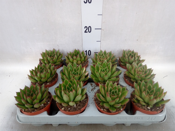 <h4>Echeveria agavoides</h4>