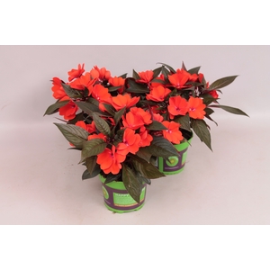Impatiens N.G. ClockWork Orange