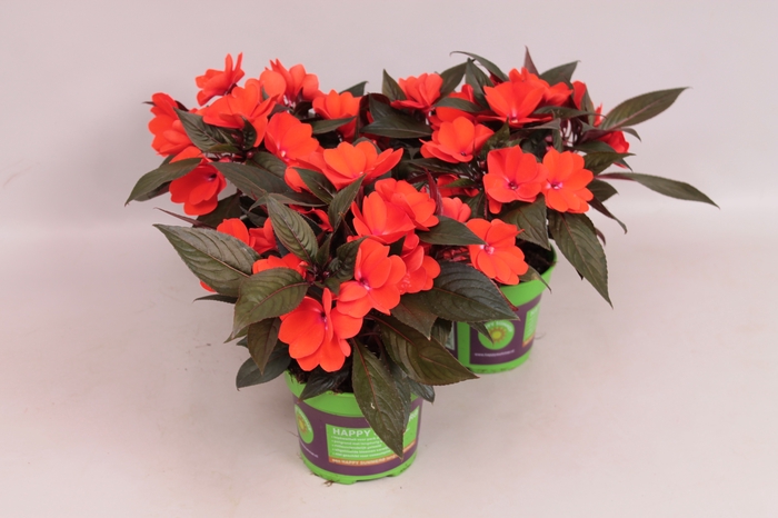 Impatiens N.G. ClockWork Orange