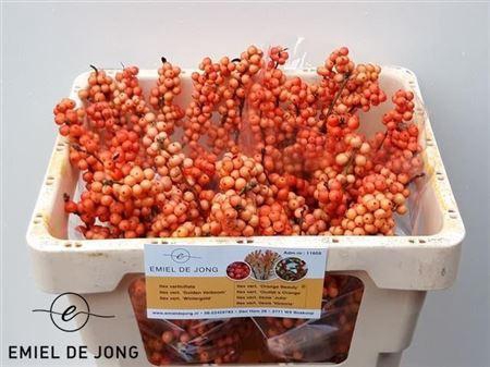 <h4>Ilex Ve Winter Gold</h4>