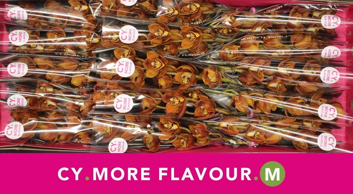 <h4>Cymbidium Westflor</h4>