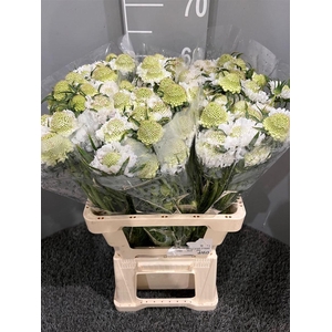 Scabiosa White