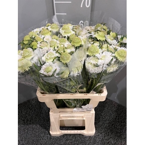 Scabiosa White
