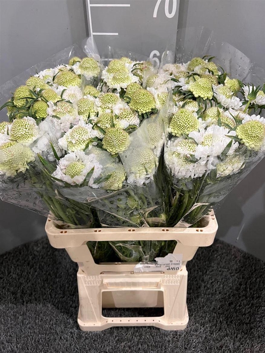 <h4>Scabiosa White</h4>