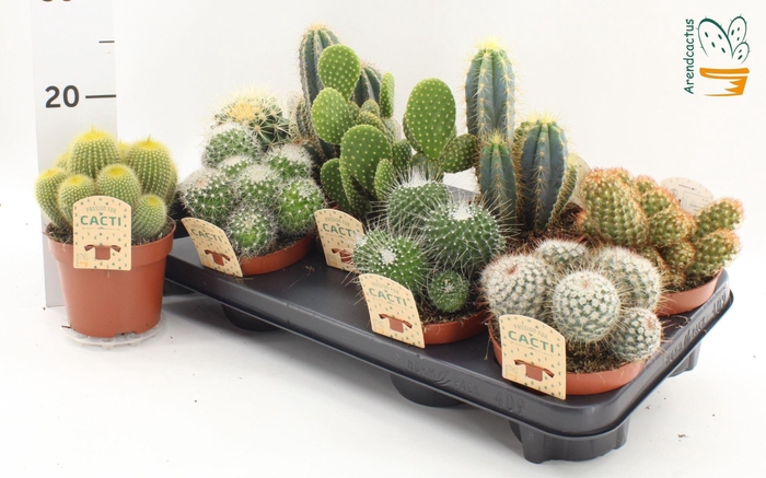 <h4>Cactus gemengd</h4>