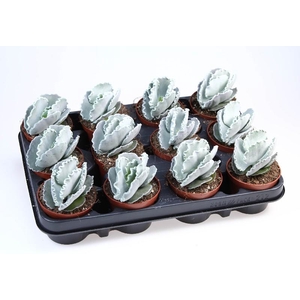 Cotyledon Undulata