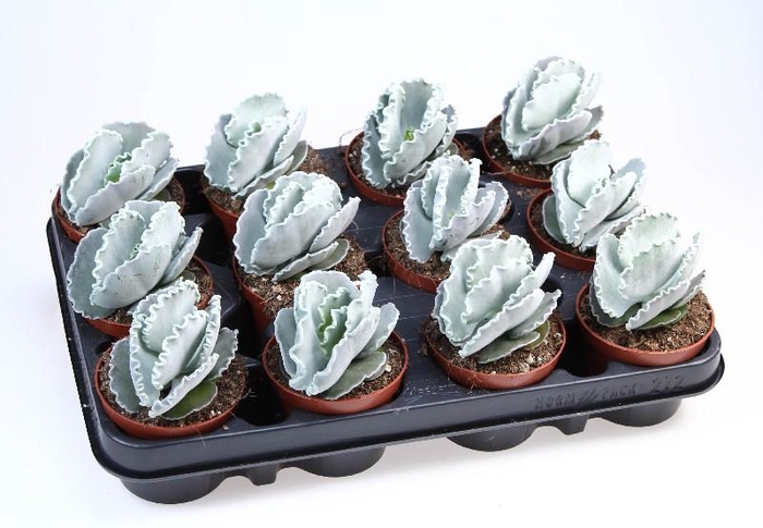 <h4>Cotyledon Undulata</h4>