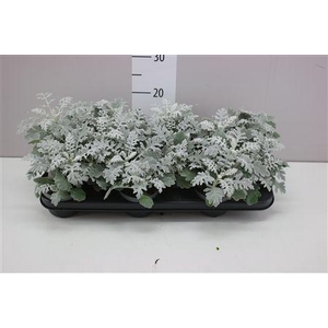 Senecio Cineraria