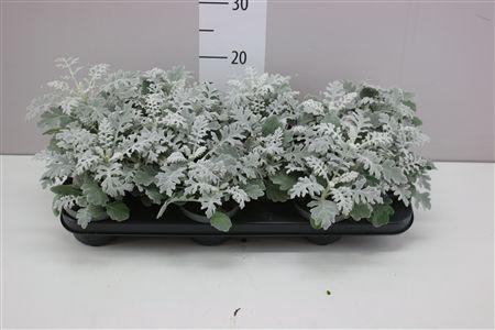 <h4>Senecio Cineraria</h4>