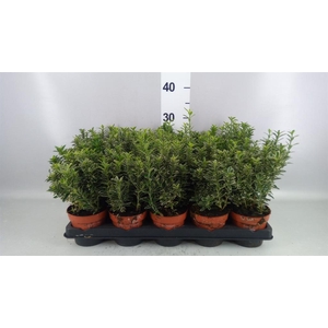 Euonymus japon. 'Microphyllus Albo'