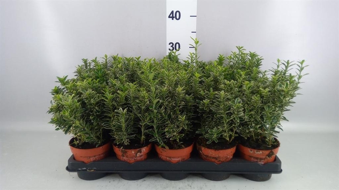 <h4>Euonymus japon. 'Microphyllus Albo'</h4>