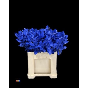 Ruscus Blue