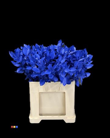 <h4>Ruscus Blue</h4>