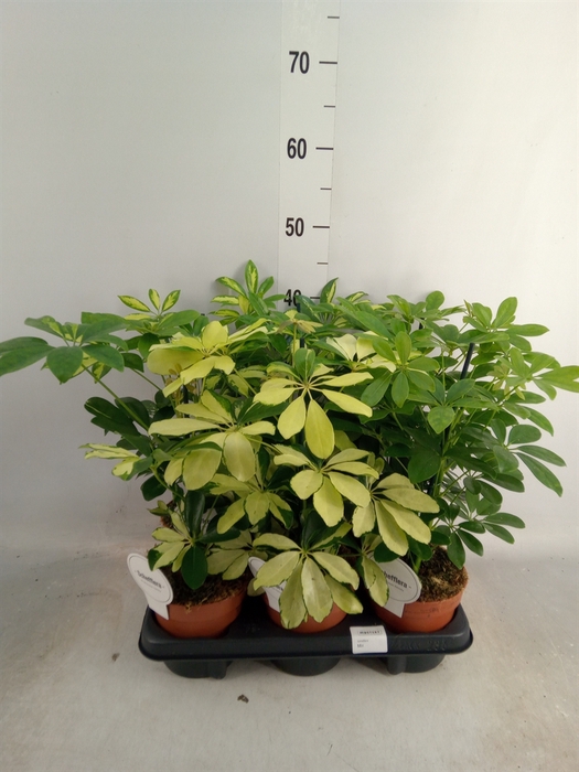 <h4>Schefflera arbor.   ...</h4>