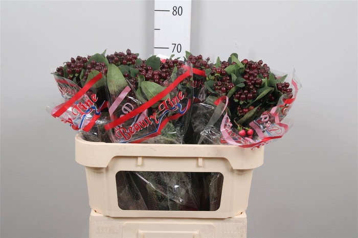 <h4>Hyp Globo Burgundy</h4>