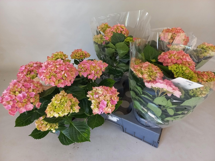 <h4>HYDR M HI RIVER</h4>