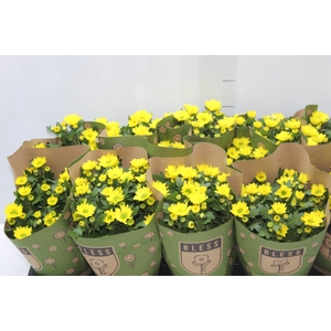 CRISANTEMO MINI P11 AMARELO