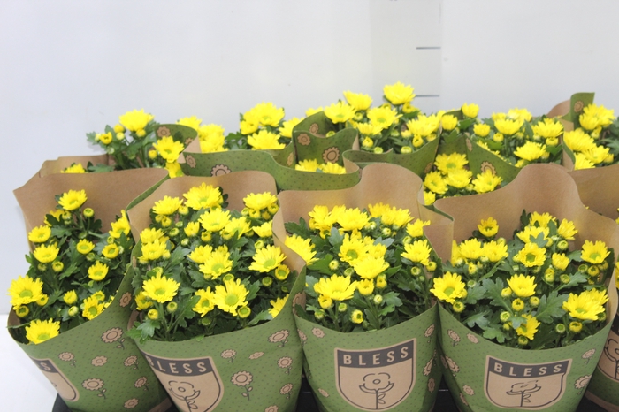 <h4>CRISANTEMO MINI P11 AMARELO</h4>