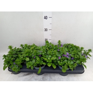 Scaevola aemula 'Blue Touch'