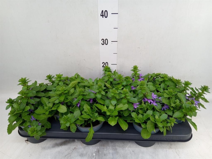 <h4>Scaevola aemula 'Blue Touch'</h4>