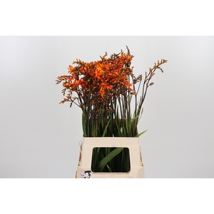 Crocosmia Amber Glow