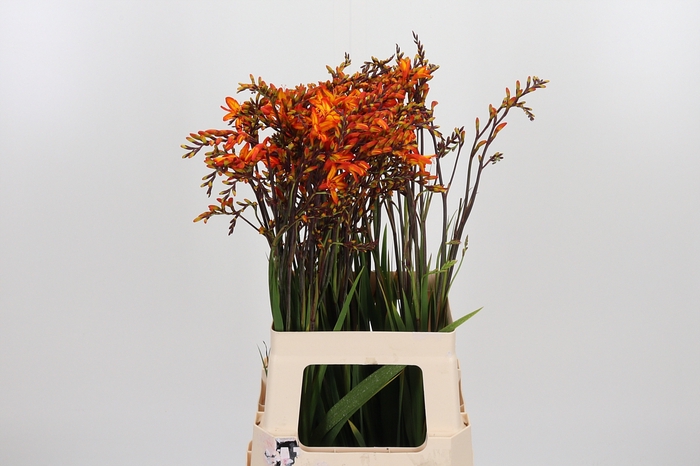 <h4>Crocosmia Amber Glow</h4>
