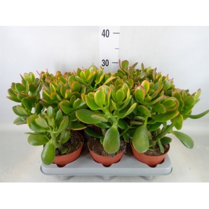 Crassula ovata 'Sunset'