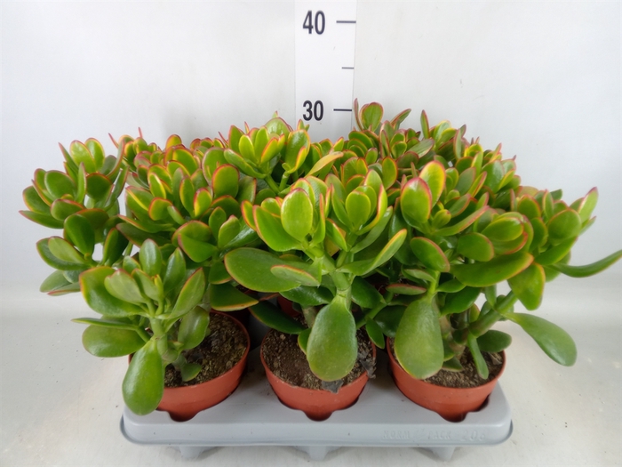 <h4>Crassula ovata 'Sunset'</h4>