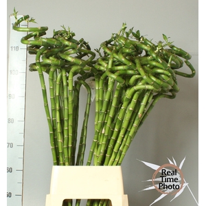DRAC LUCKY BAMBOO