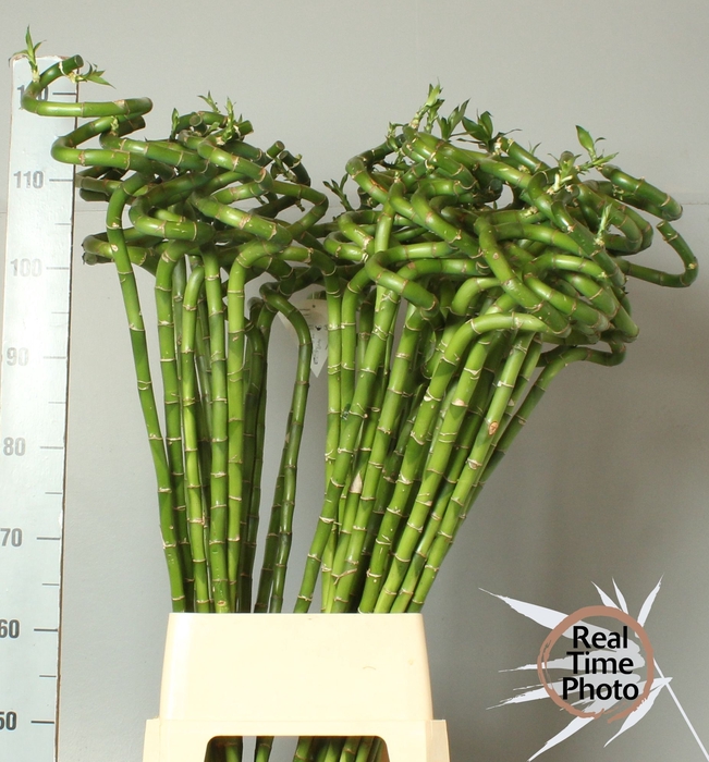 <h4>DRAC LUCKY BAMBOO</h4>