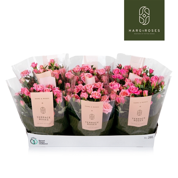 <h4>Rosa Kordana Schaal Flirt (roze)</h4>