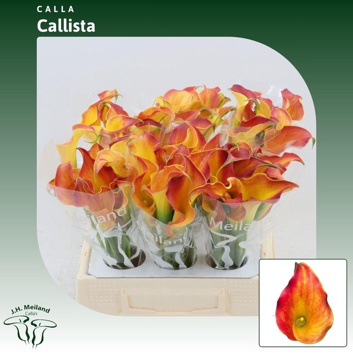 <h4>Calla Callista</h4>